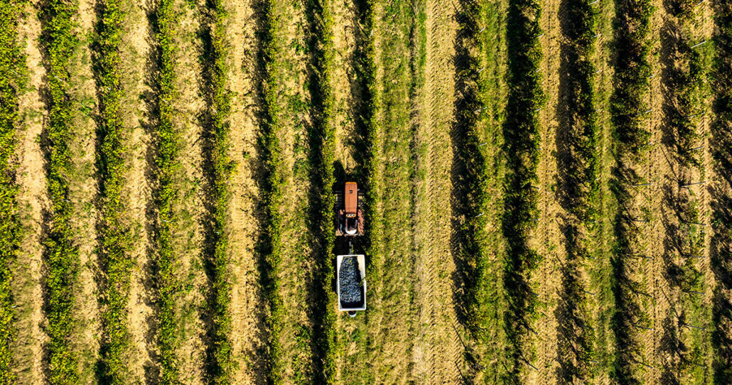 Casetta 1^ Settembre 24 - Vendemmia-23